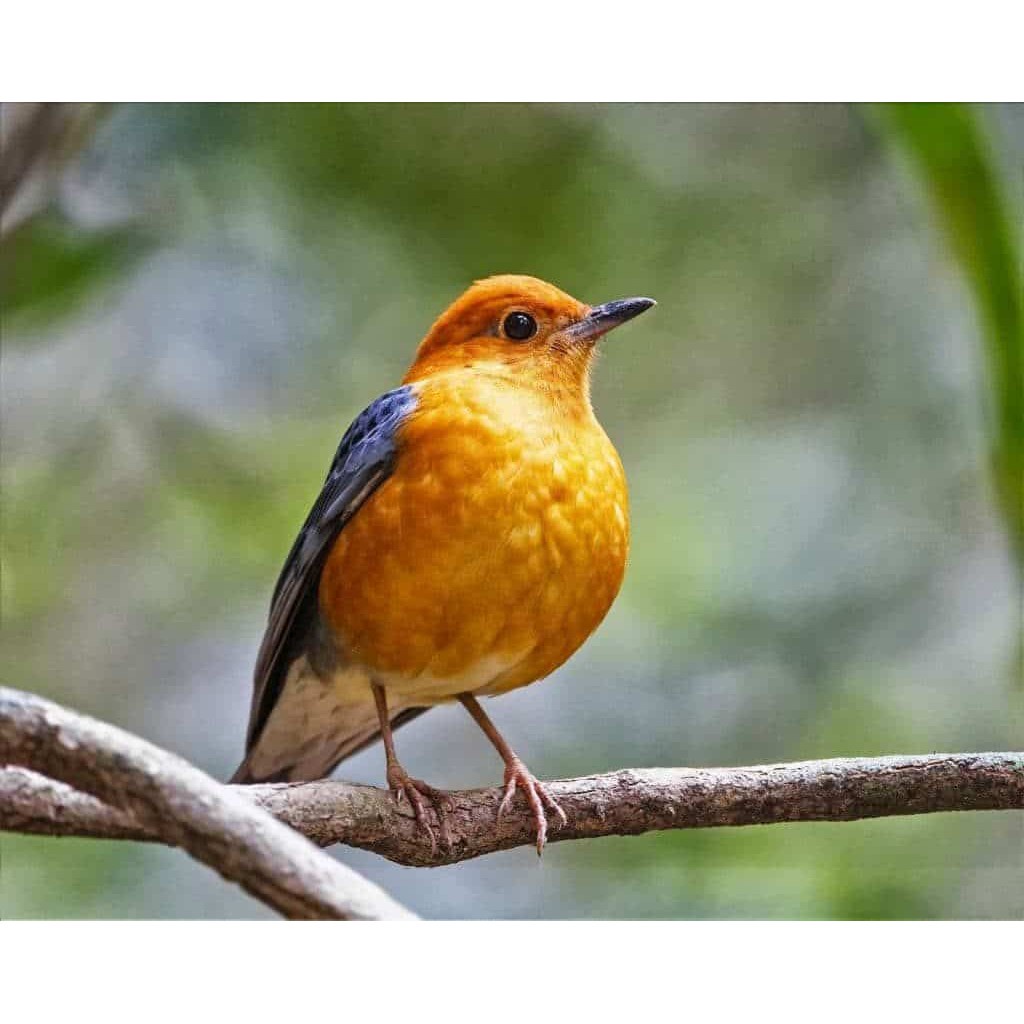 Burung Anis Merah Macetan