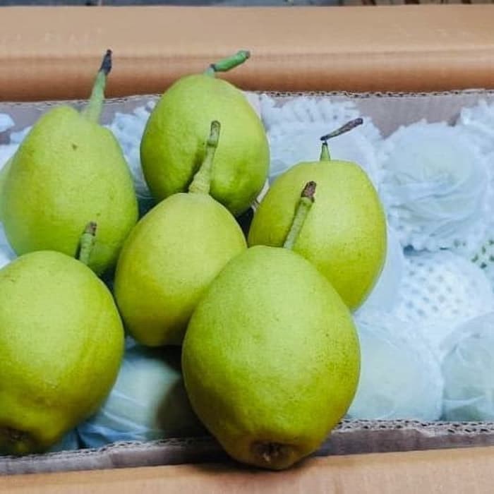 

Buah Pear Xiang Lie Kwalitas Super Per KG