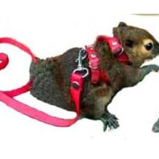 [DISCOUNT LBZ93] Mini harness H tali tuntun hewan kecil pengikat sugar glider reptil musang tupai ba