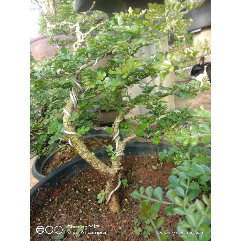 BONSAI KAWISTA KERIKIL