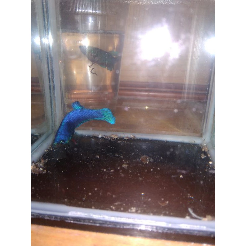 ikan cupang giant avatar