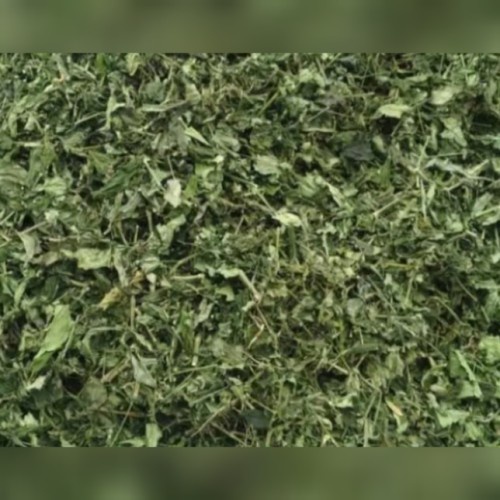 

Daun Sambiloto Kering / Sambiroto Kering 500 gram 1/2 kg Herbal Alami