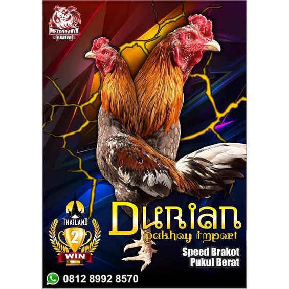 biang pakhoy F1 original thailand