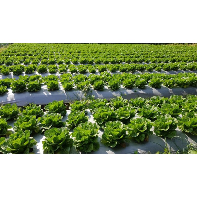 benih selada green romaine