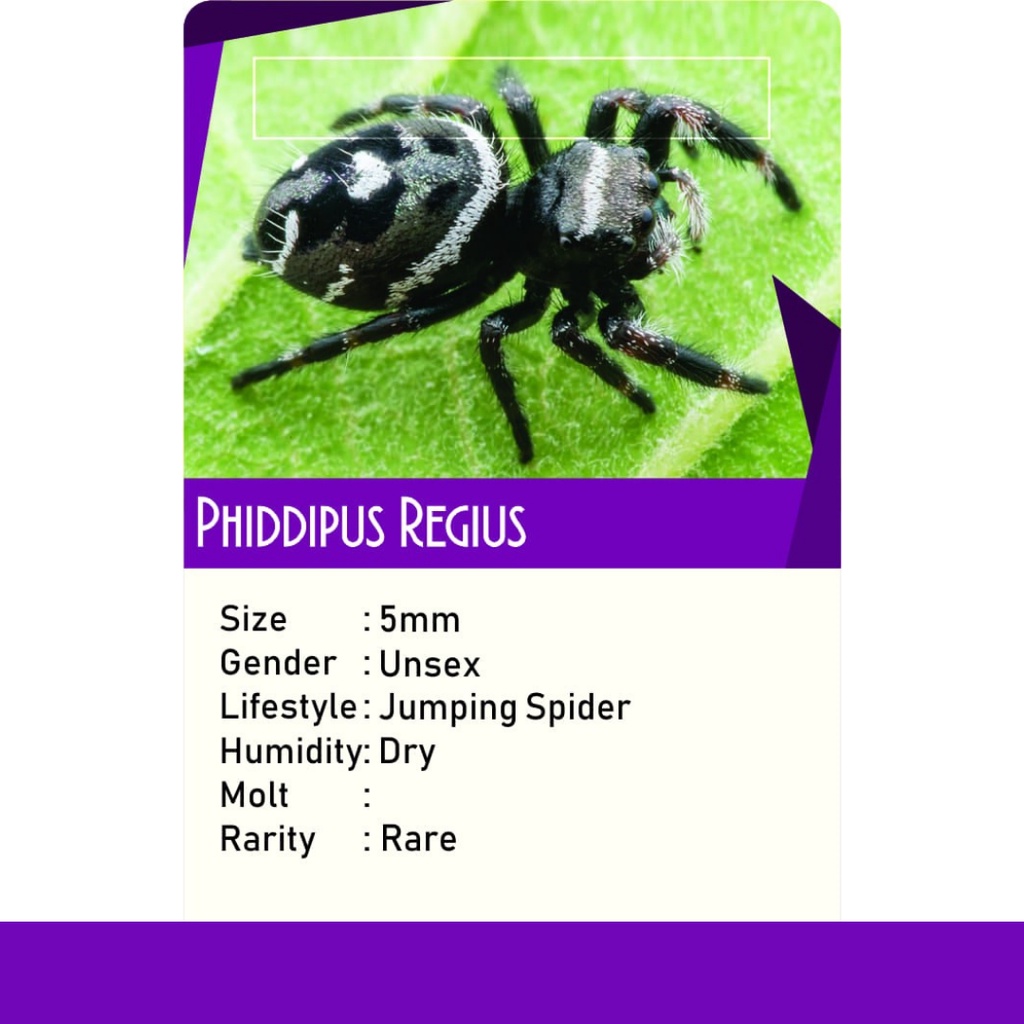 PHIDIPPUS REGIUS (JUMPING SPIDER)