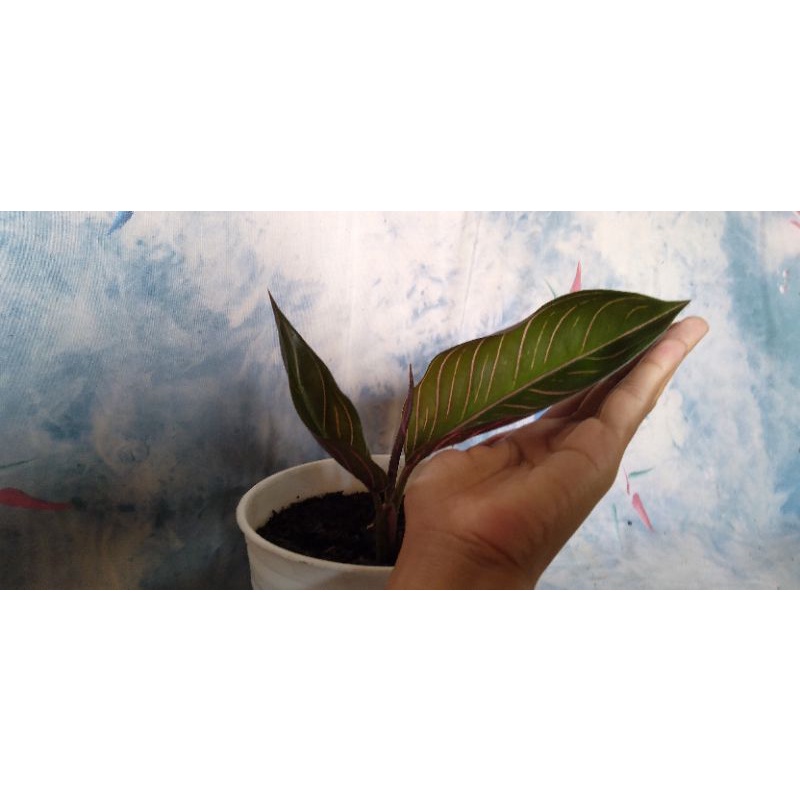 Aglonema Black Sumatra / POS / Pride of Sumatra termurah