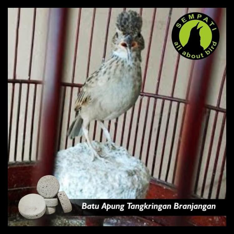 Promo Batu Apung Mainan Burung Branjangan Ready Stock Shopee Indonesia