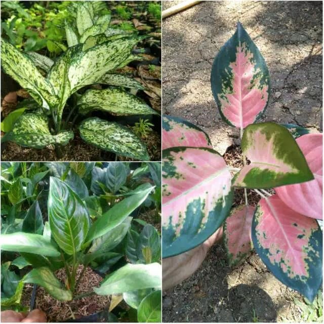 Paket 3 jenis tanaman aglonema (Aglonema Snow White, rotundum, kocin TERMURAH