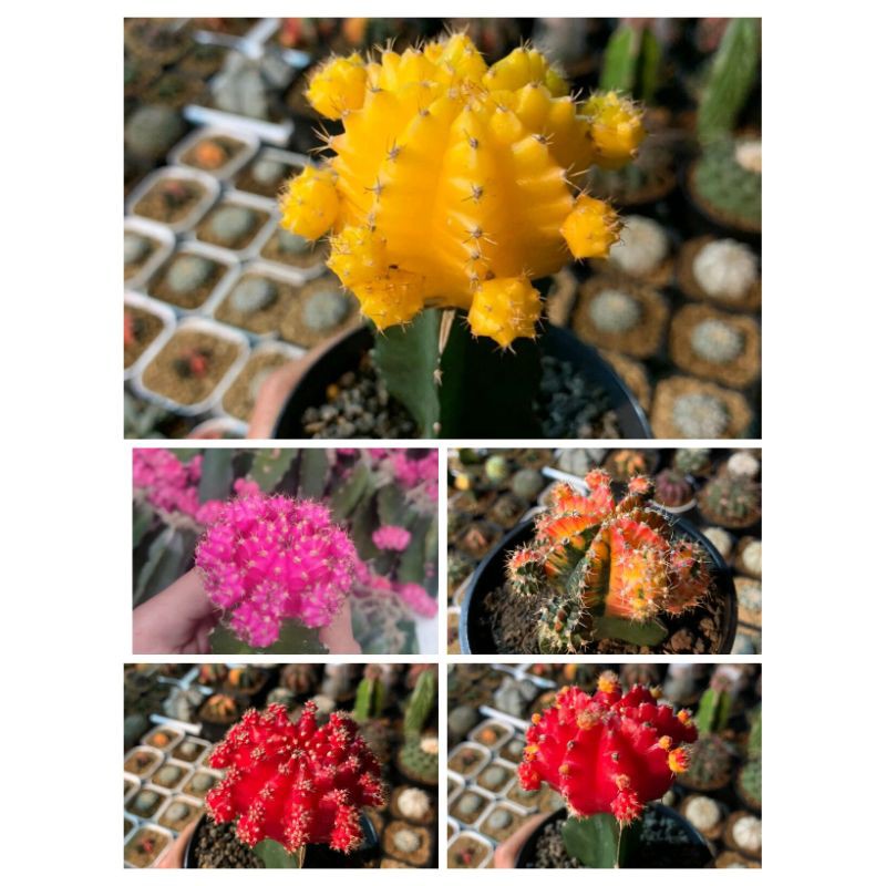 Kaktus Gymno import Besar murah (Bebas pilih warna)