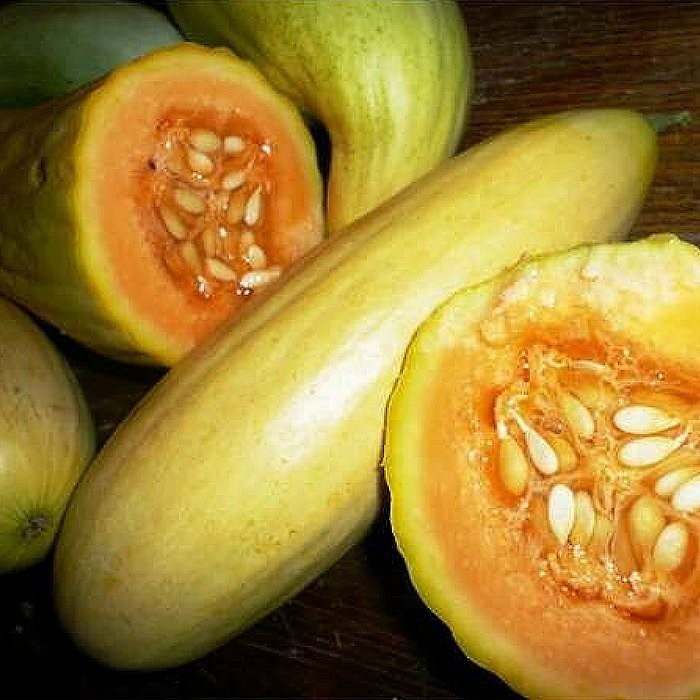 Bibit-Biji Melon Banana Muskmelon (Haira Seed)