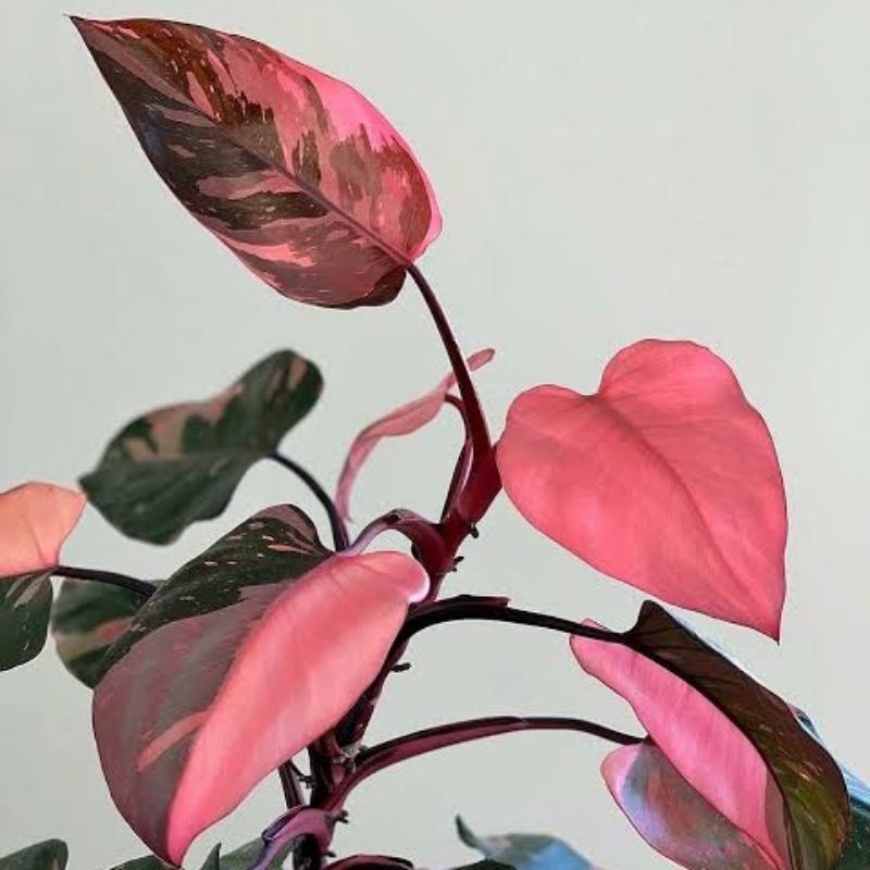 Philodendron Pink Princess