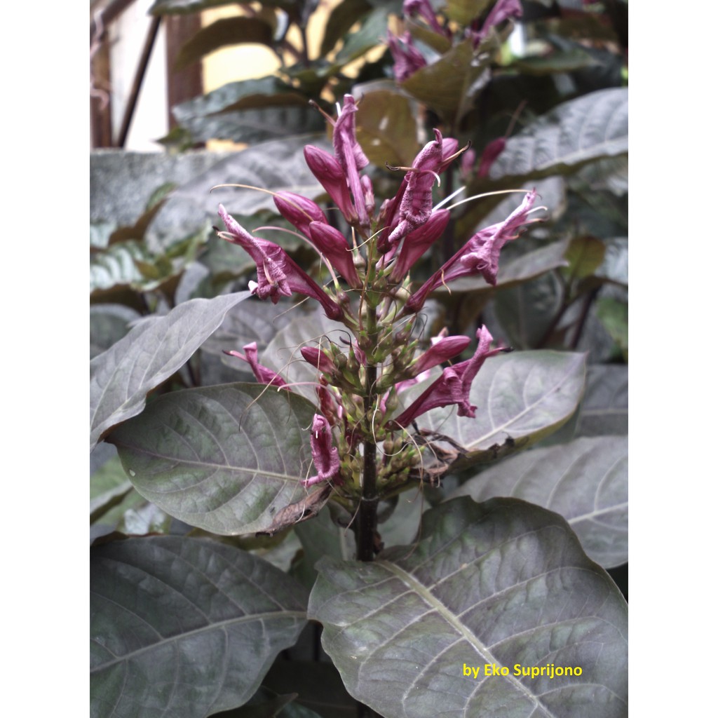 Serbuk Daun Ungu 500 g Bubuk Graptophyllum pictum Simplisia Wungu