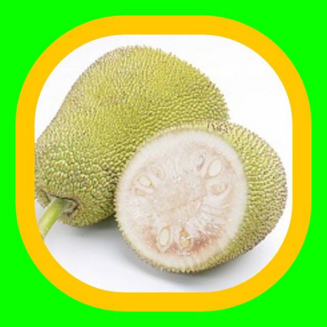 

SAYURAN NANGKA MUDA