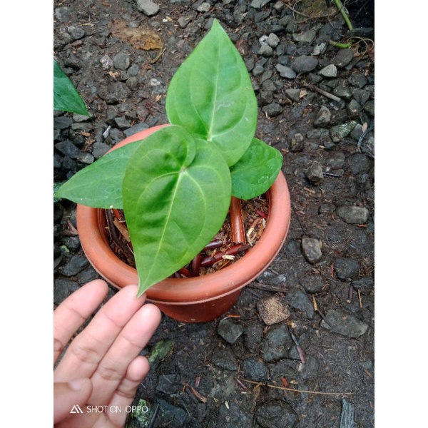 anthurium Ace of spades