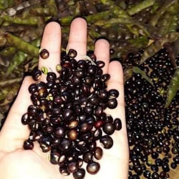 

Belanja hemat ! Bibit kacang gude (organik) , undis , kacang bali , cajanus cajan
