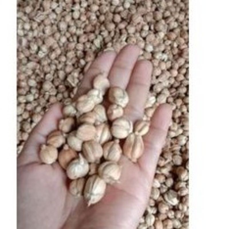 

1 KG KAPULAGA/KAPOLAGA KRING ASLI JEMURAN KUALITAS UNGGUL