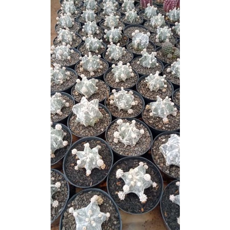 Kaktus Astrophytum Mirostigma