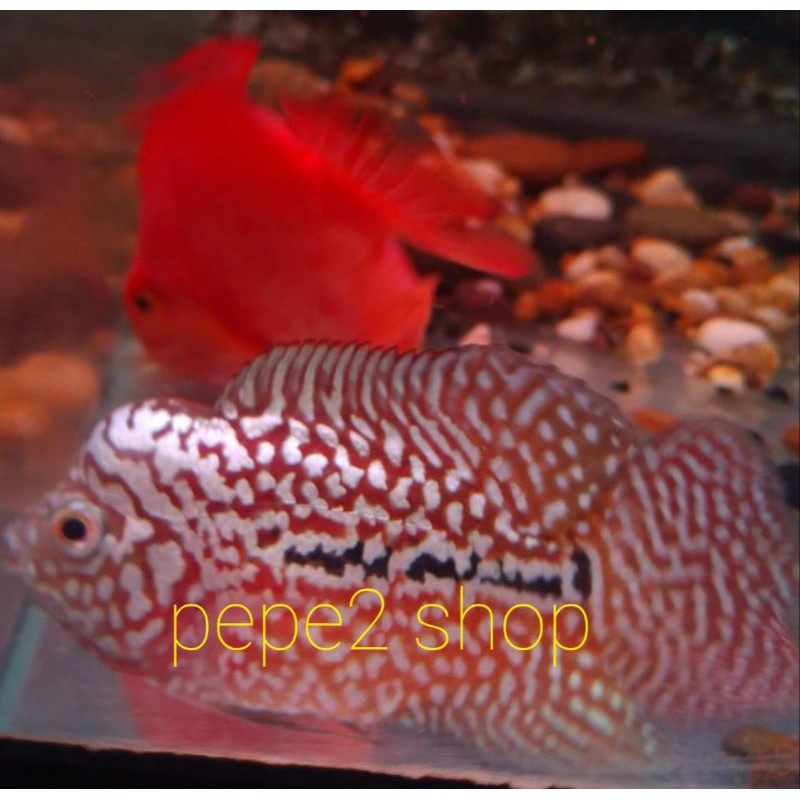 burayak louhan kamfa f2 super vvip red king jaguar