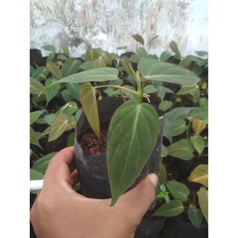 philodendron micans