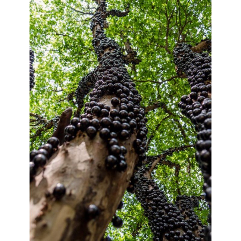 Bibit tanaman buah anggur brazil - bibit pohon anggur brazil - anggur brazil