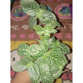  Tanaman  episcia  mutiara  epicia mutiara  Tanaman  hias  