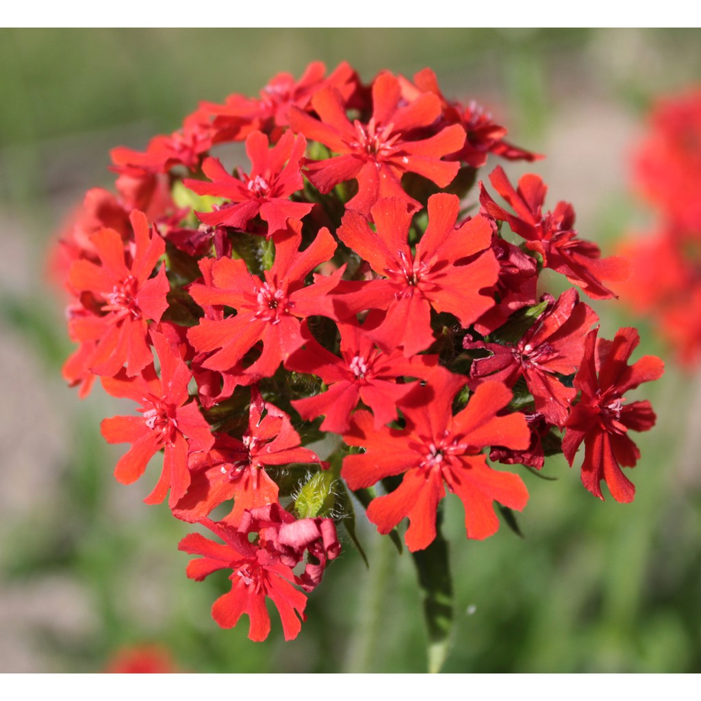 Benih Bibit Biji - Bunga Maltese Cross (Lychnis chalcedonica) Flower Seeds - IMPORT