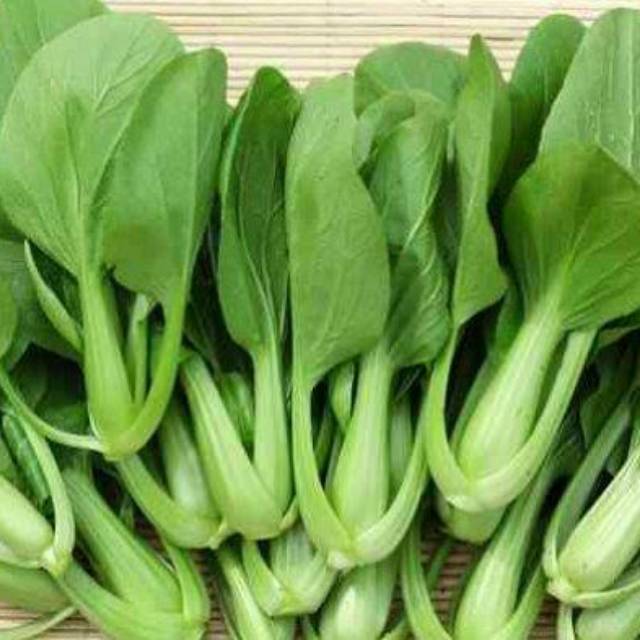 BENIH PAKCOY-BENIH SAWI PAKCOY-BENIH BERKUALITAS-BENIH SAYURAN-BENIH MURAH