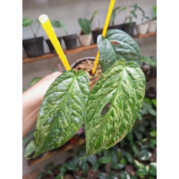 Amydrium Medium Variegata / Amydrium Varigata