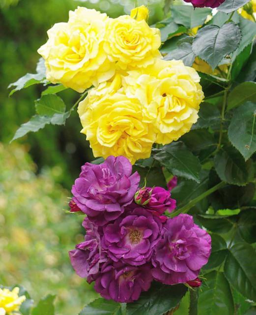 Tanaman Hias Calathea Merak/meranti Kencur