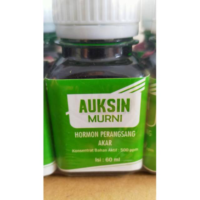 Hormon Perangsang Akar AUKSIN