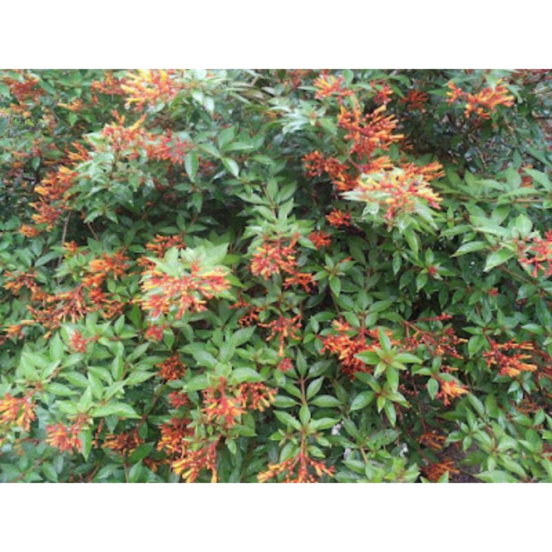 ( BISA BAYAR DI TEMPAT ) BAHAN BONSAI PUSAKA MERAH