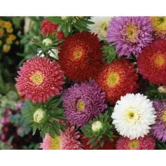 Bibit Benih Biji Tanaman Hias Bunga POWDER PUFF ASTER Isi 20 Biji FS