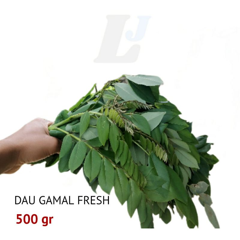 

Daun Gamal Fresh