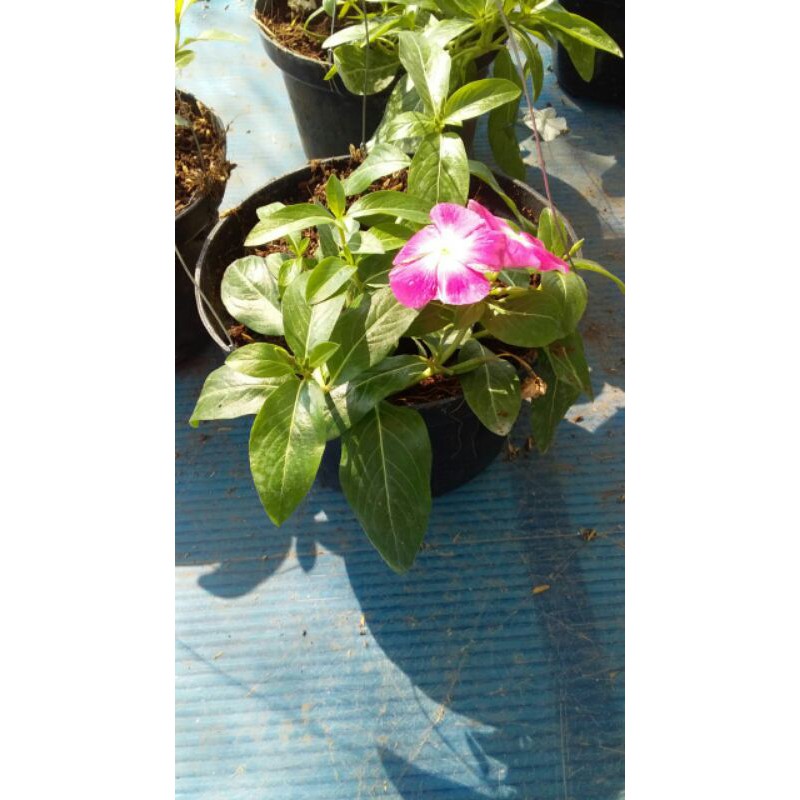 

bunga vinca