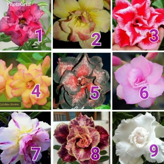 

Paket 9 Bibit adenium kemboja jepang-bunga tumpuk