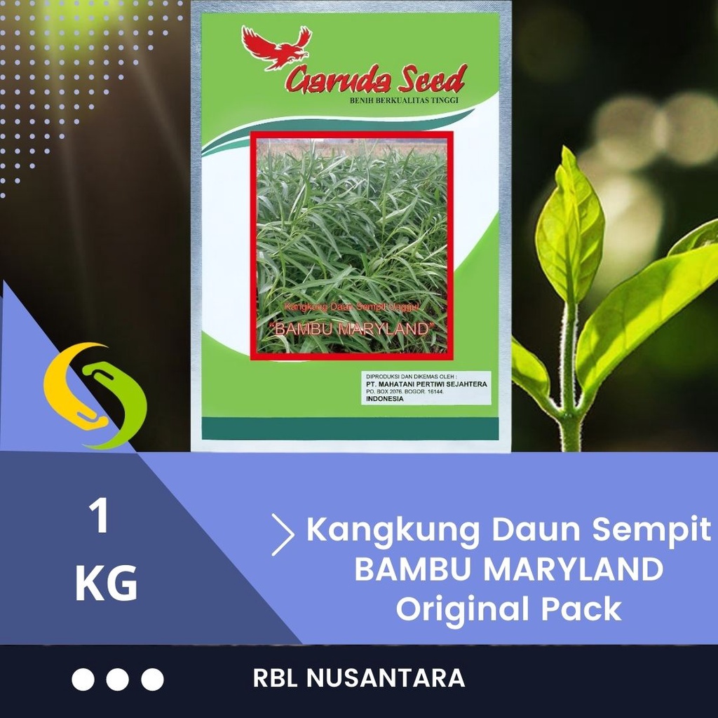 Jual ORIGINAL PACK Bibit Kangkung Serimpi Daun Sempit BAMBU 1kg Benih ...