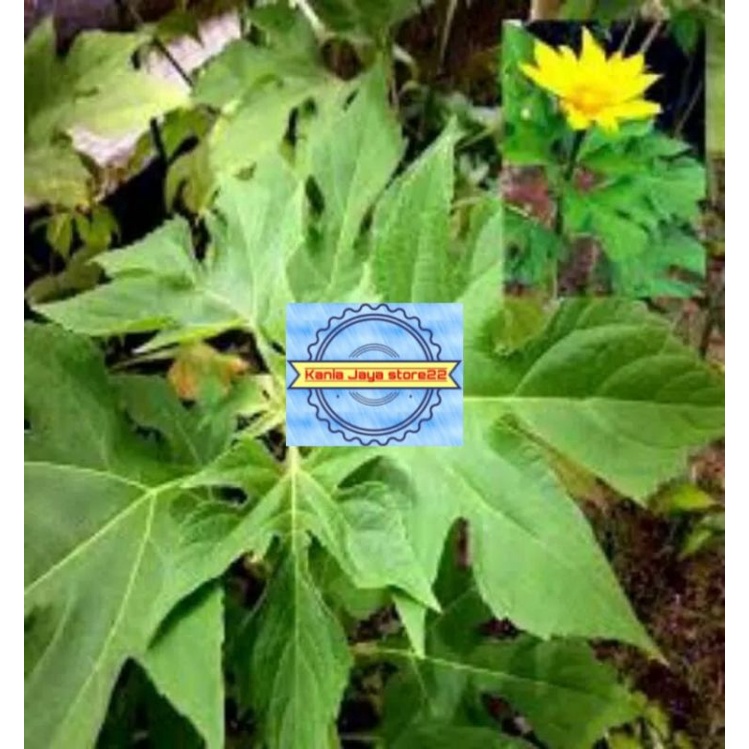 

Daun kipahit segar atou daun insulin segar per 1 kg