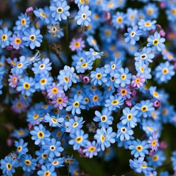 

Pasti Update ✧ isi 10Benih/biji Forget me not!!
