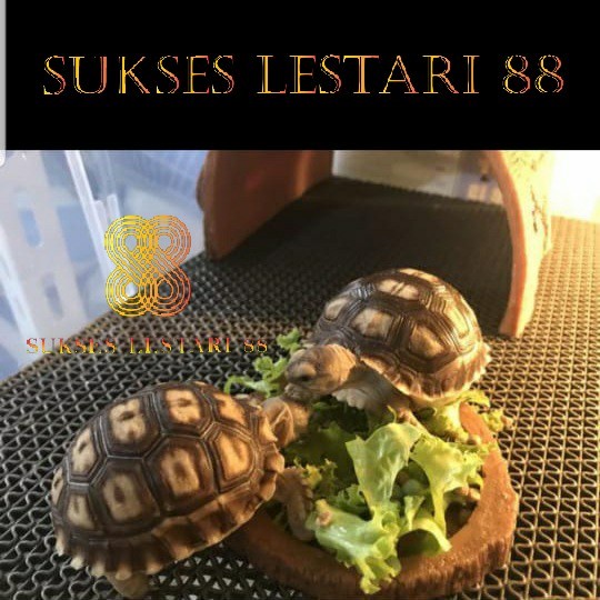 Karpet Karet Keset Anti Slip Kamar Mandi