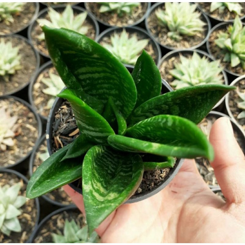 Sansevieria Hahnii Crested (Gaster)