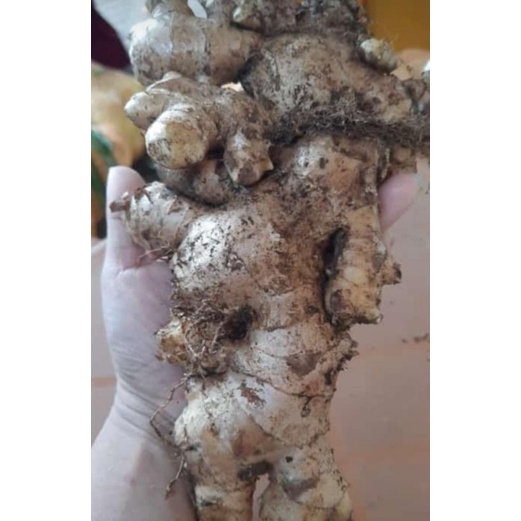 

jahe bumbu dapur