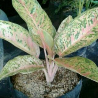 Bibit bunga aglonema red stardust | Shopee Indonesia