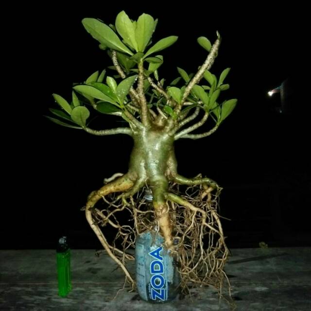 

Adenium