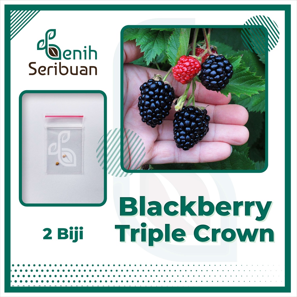 BS-BYL Benih Buah Bibit Tanaman Buah F1 Hibrida Unggul Anggur Strawberry Semangka Melon Labu Pepaya Jambu Blackberry Ciplukan Raspberry dll-BLACKBERRY 3 CROWN