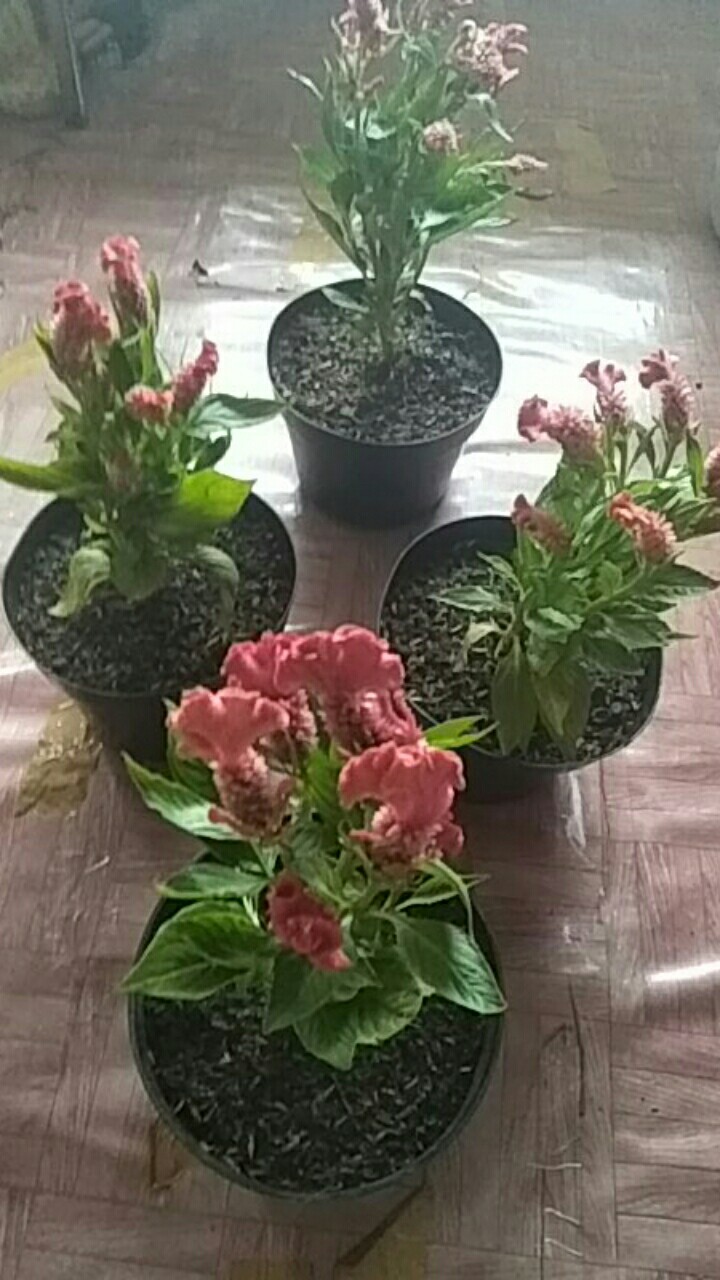 Tanaman Hias Jengger Ayam