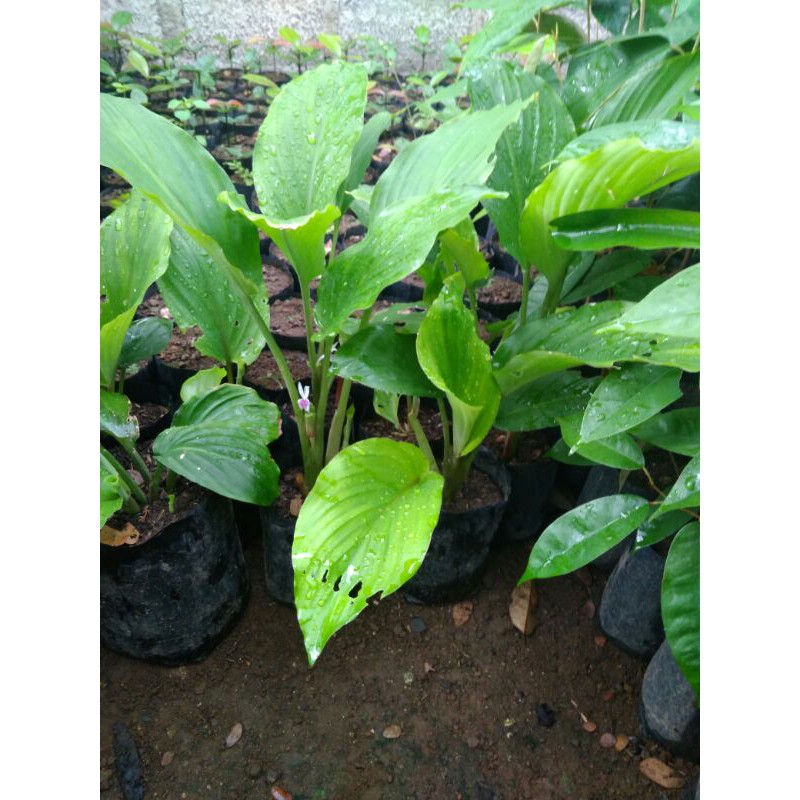 

kunyit hitam / jahe hitam