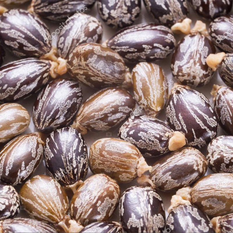 20 BENIH BIJI  KALIKI / JARAK KEPYAR