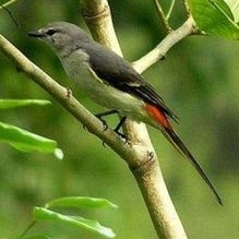 burung mantenan betina