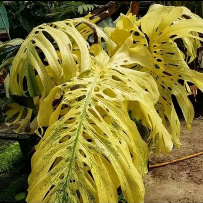 bonggol monstera king gold aslii