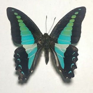 AWETAN KUPU KUPU ASLI COMMON BLUEBOTTLE